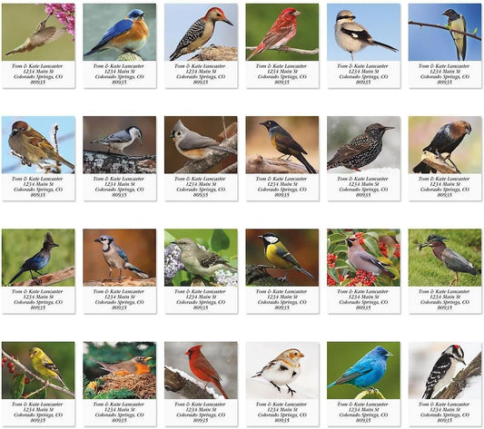 Colorful Images Birds of North America Return Address Mailing Labels, Personalize with Name & Addresses, Set of 144 Self Adhesive, Easy Peel Flat Label Sheets, 1 ½ x 1 ¾”, 24 Designs - Lumora Desk